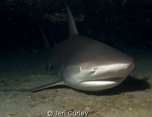 This reef shark was chillin' out under a ledge off of Jup... by Jeri Curley 